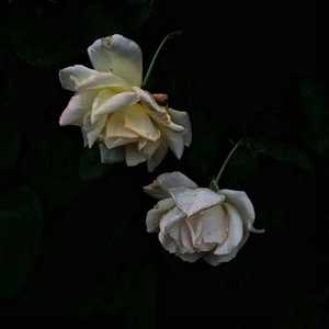 成人网站免费变态
